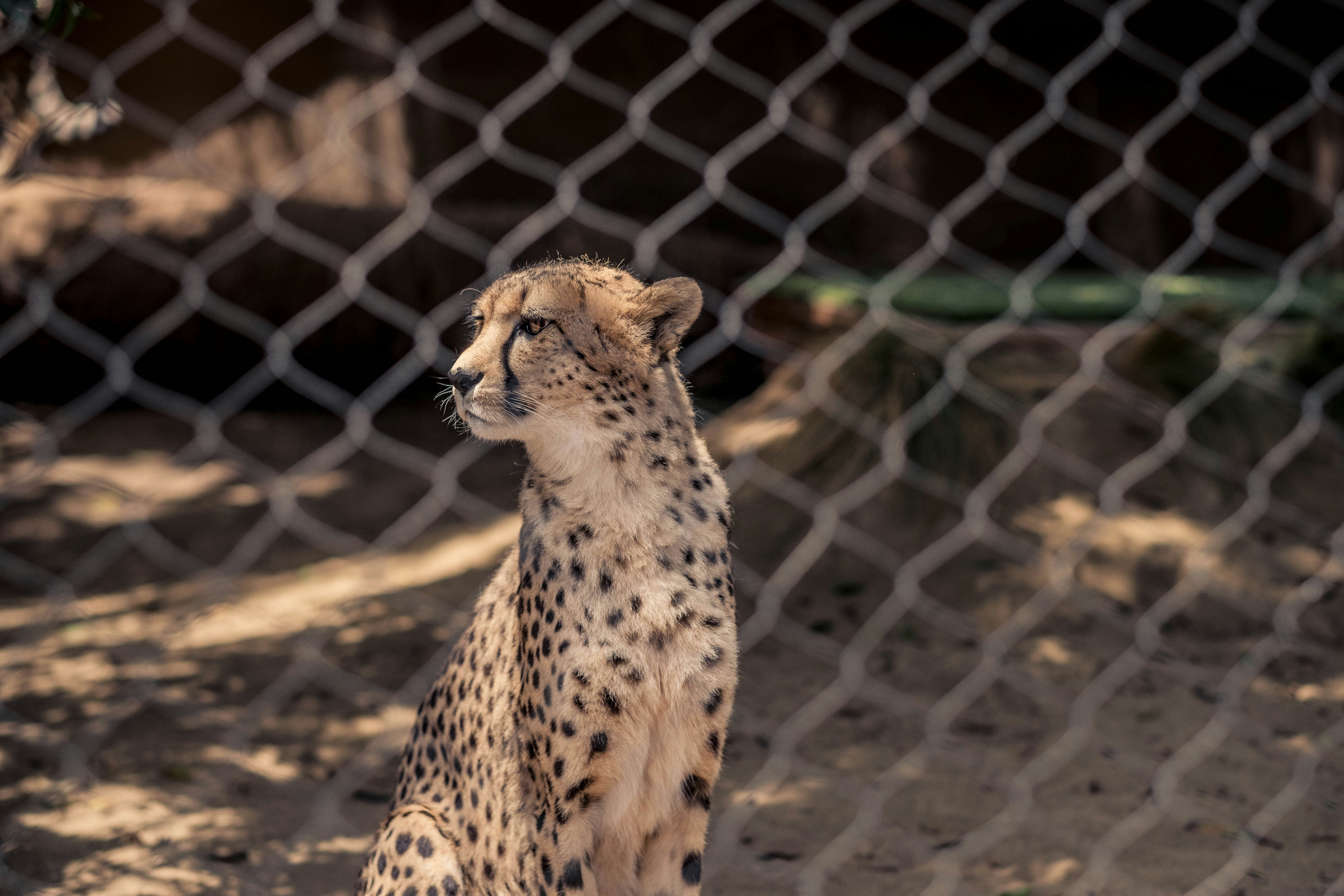 cheetah sitting on brown sand during daytime